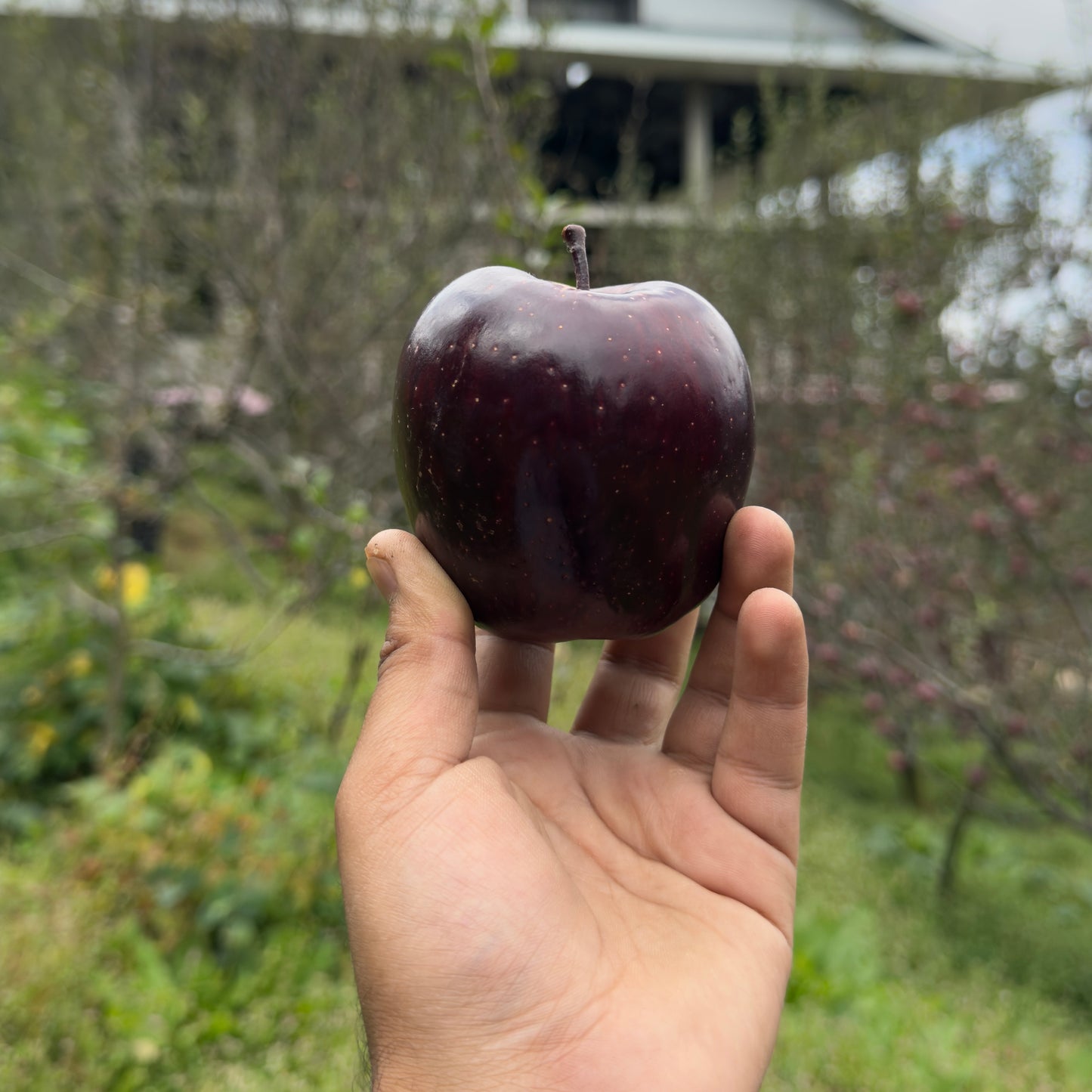 Royal Delicious Apple