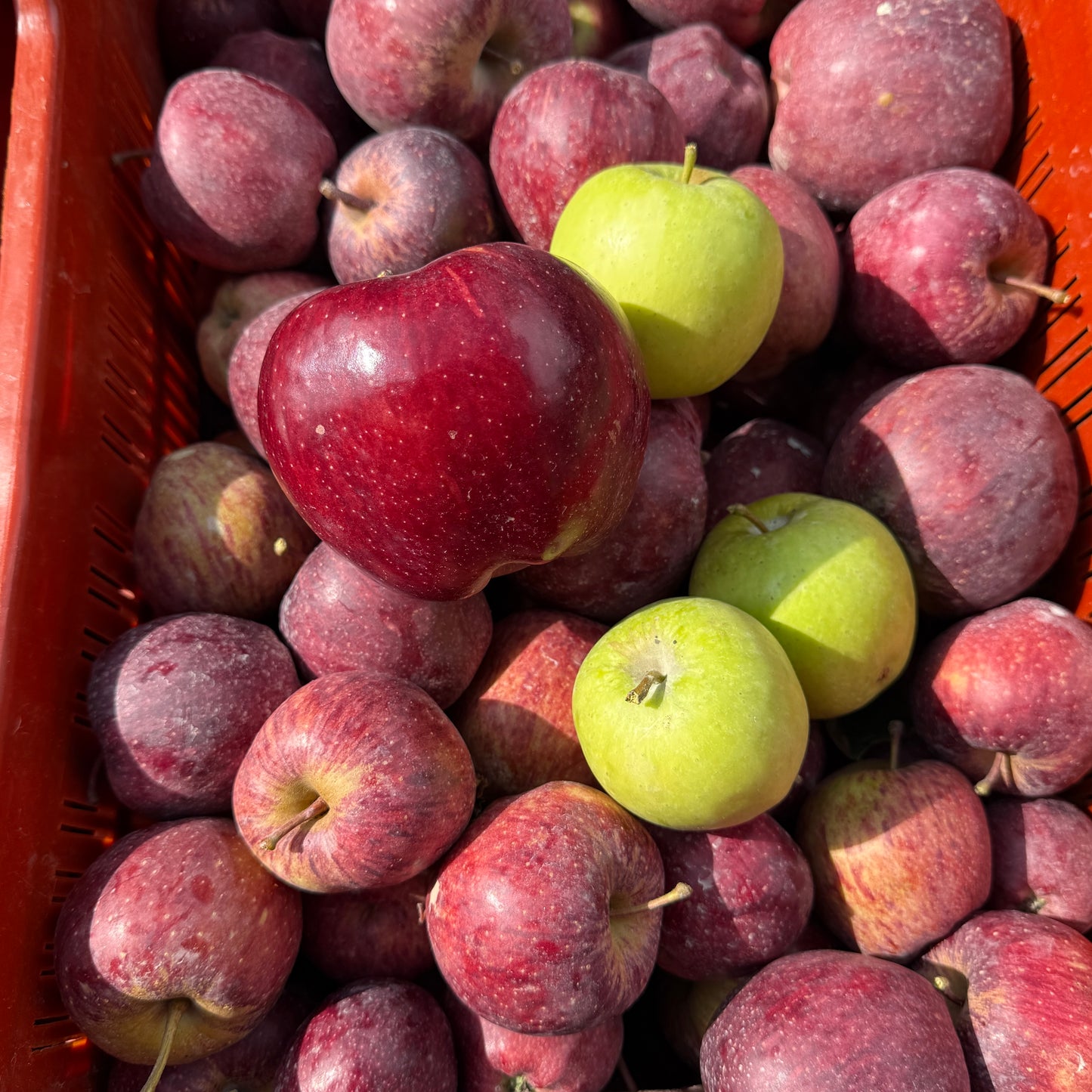 Royal Delicious + Golden Delicious (Mix Box)