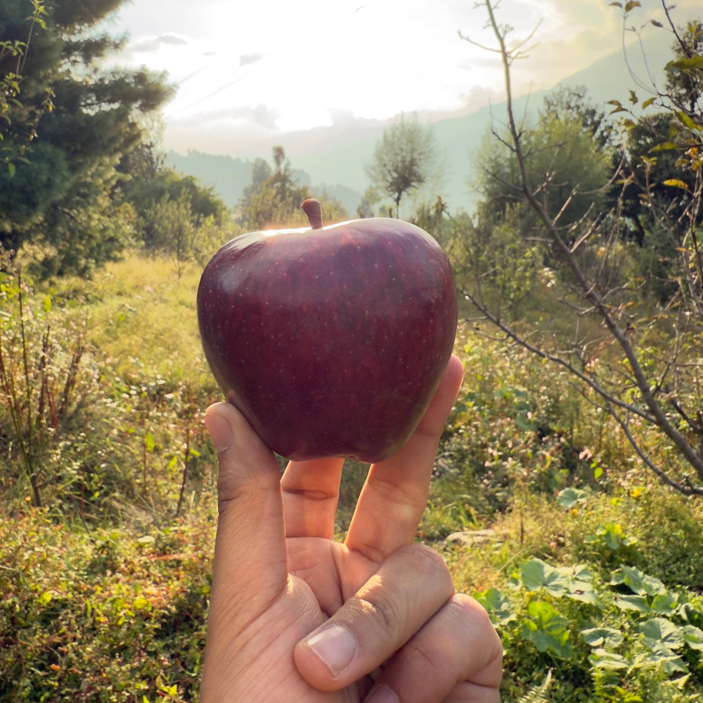 Royal Delicious Apple