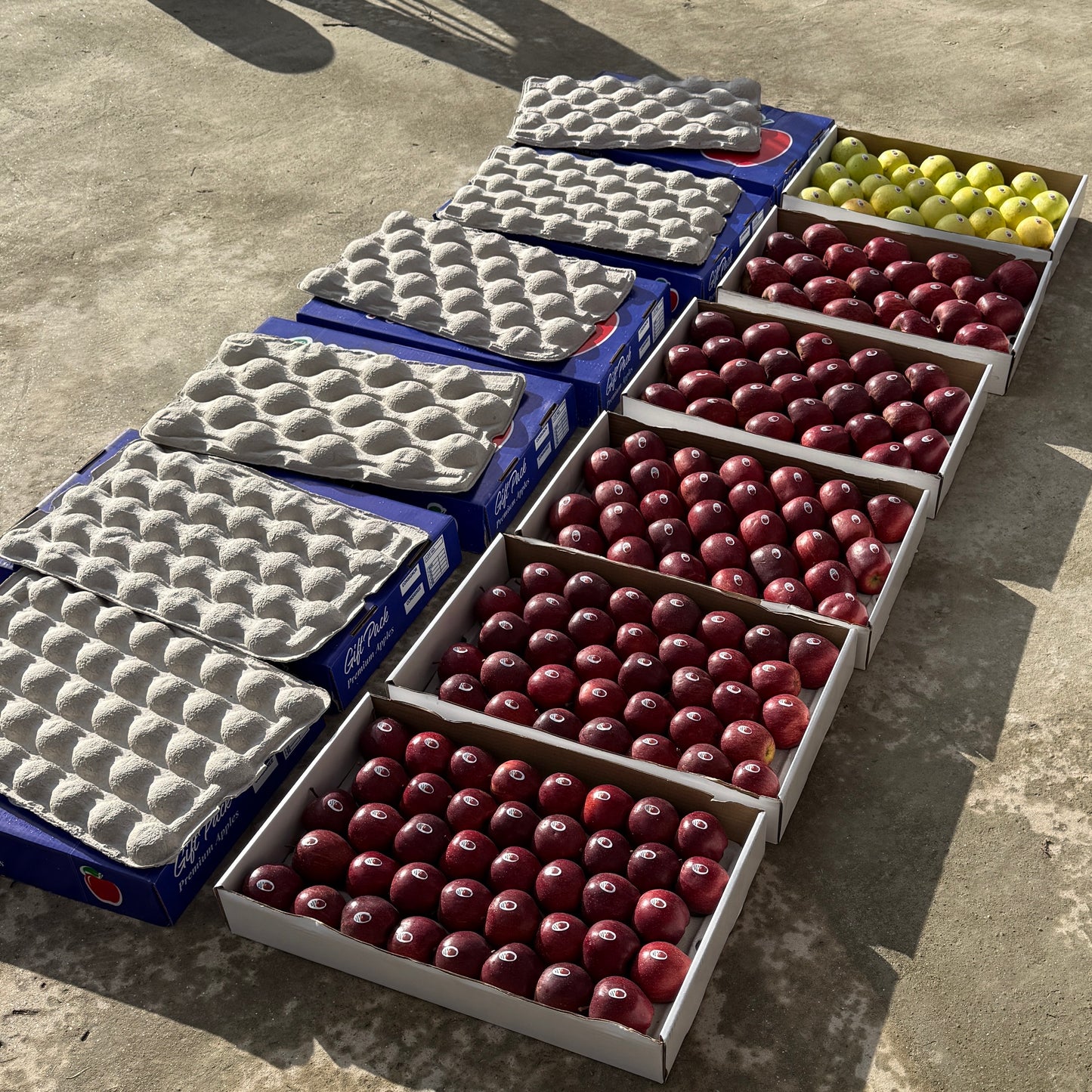 Royal Delicious Apple